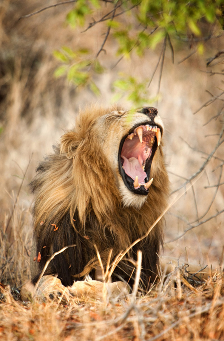 lion-africa-londolozi-safa-copy